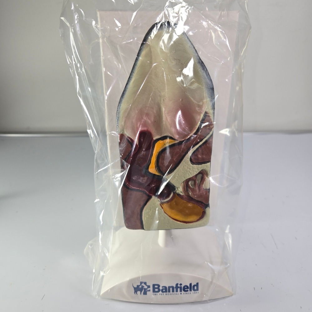 Banfield‎ Ear Anatomy Model Educational Teaching Aid Medical Science